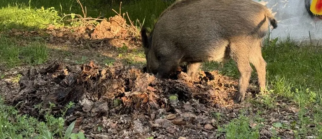 Działania miasta w zakresie zwalczania dzików w Jaworznie